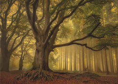 Skog Old tree – kvalitetsprodukt för ett vackrare och mer hållbart hem