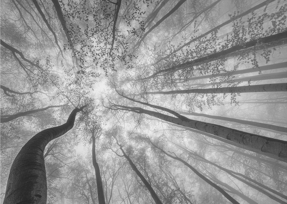 Misty Forest Canopy