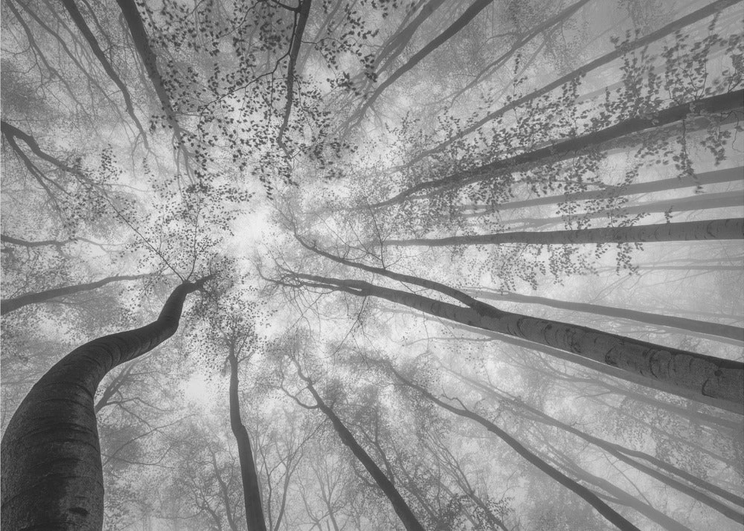 Spring crown of trees