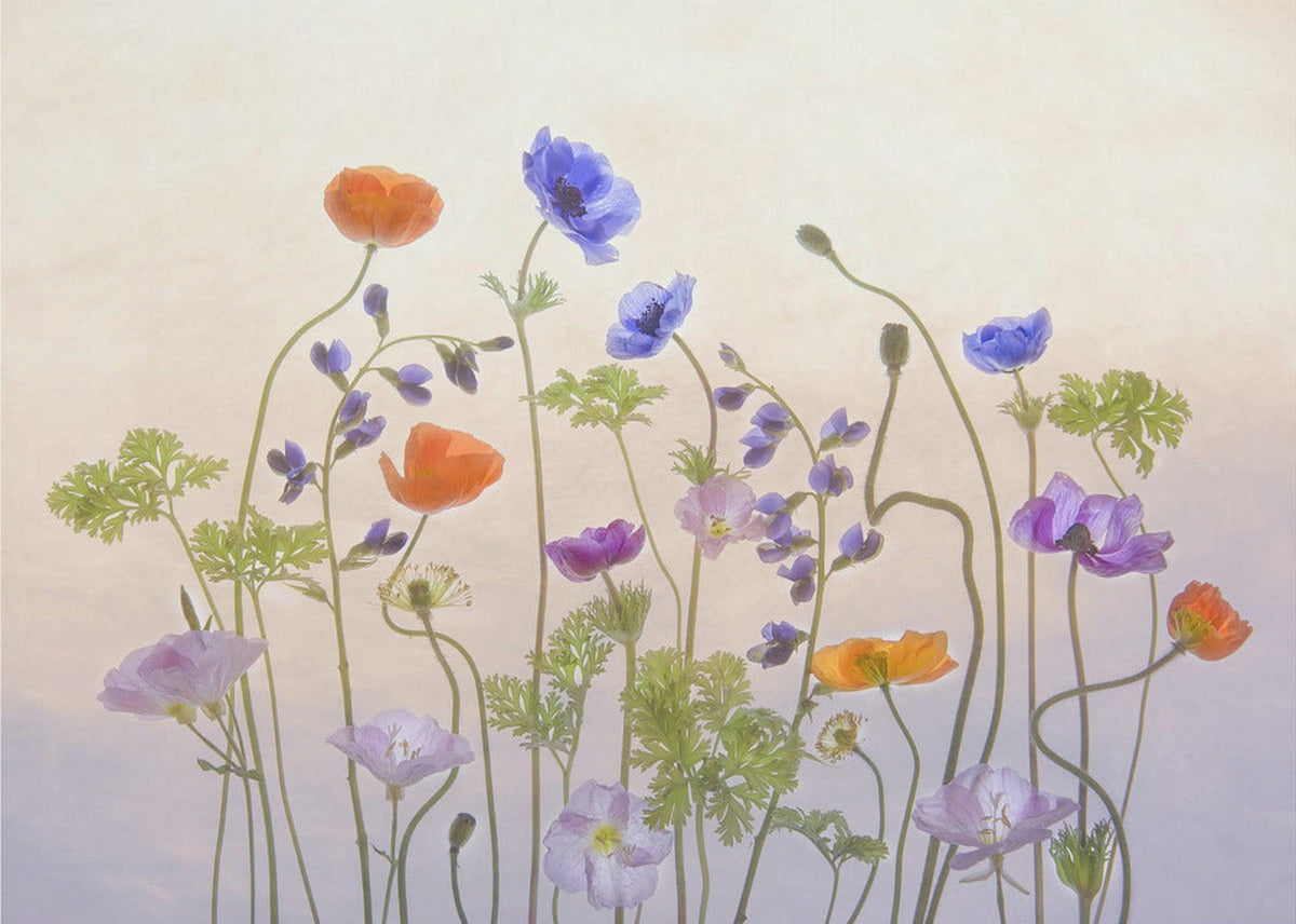 Poppy & Anemone