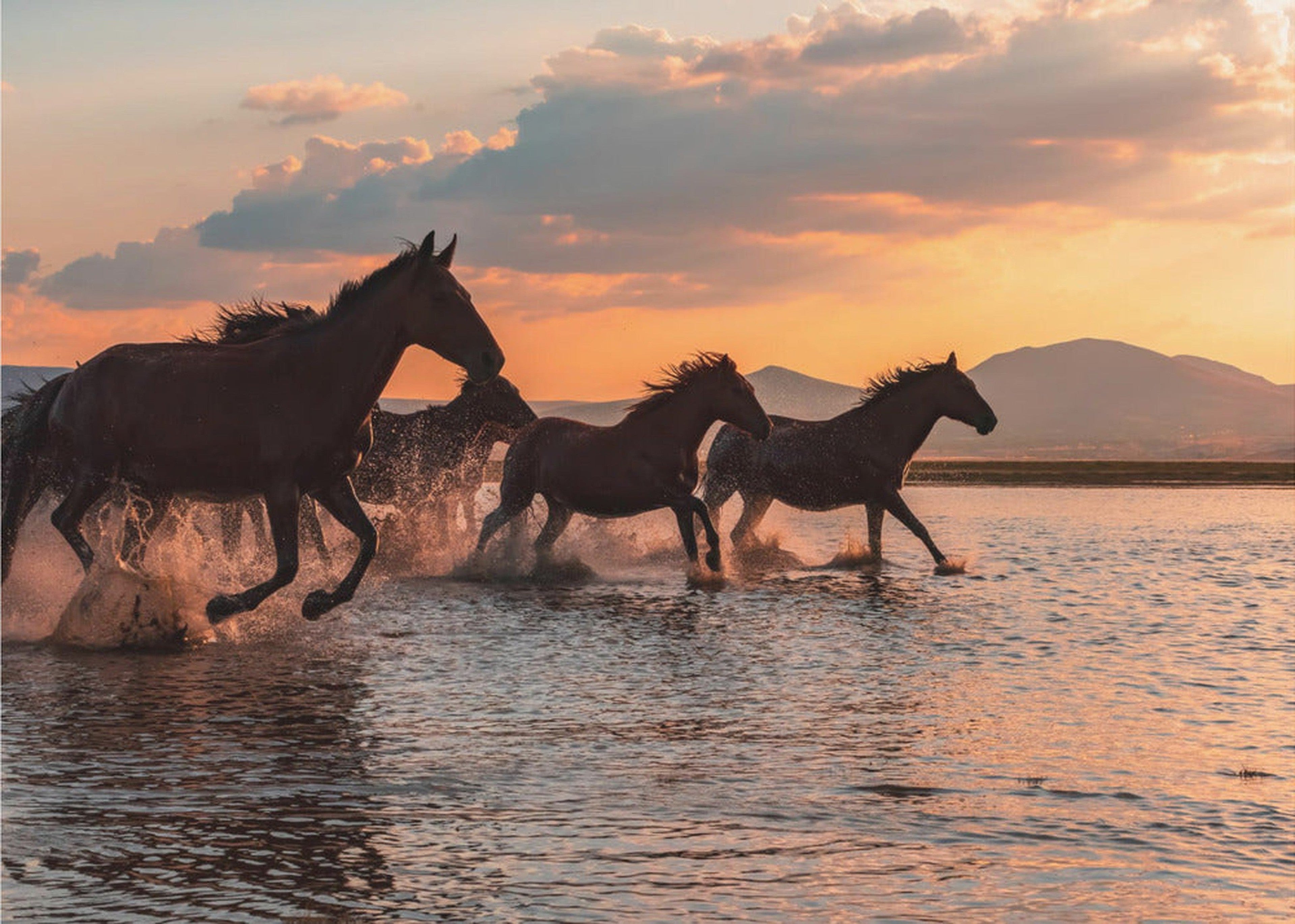 WATER HORSES