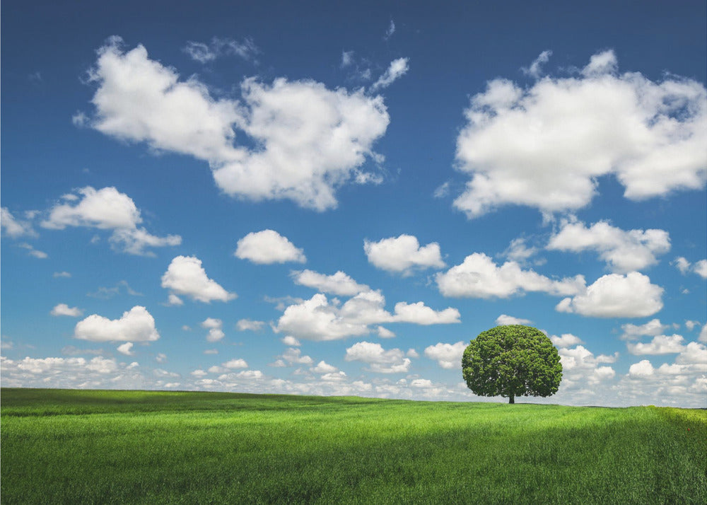 Lonely Tree