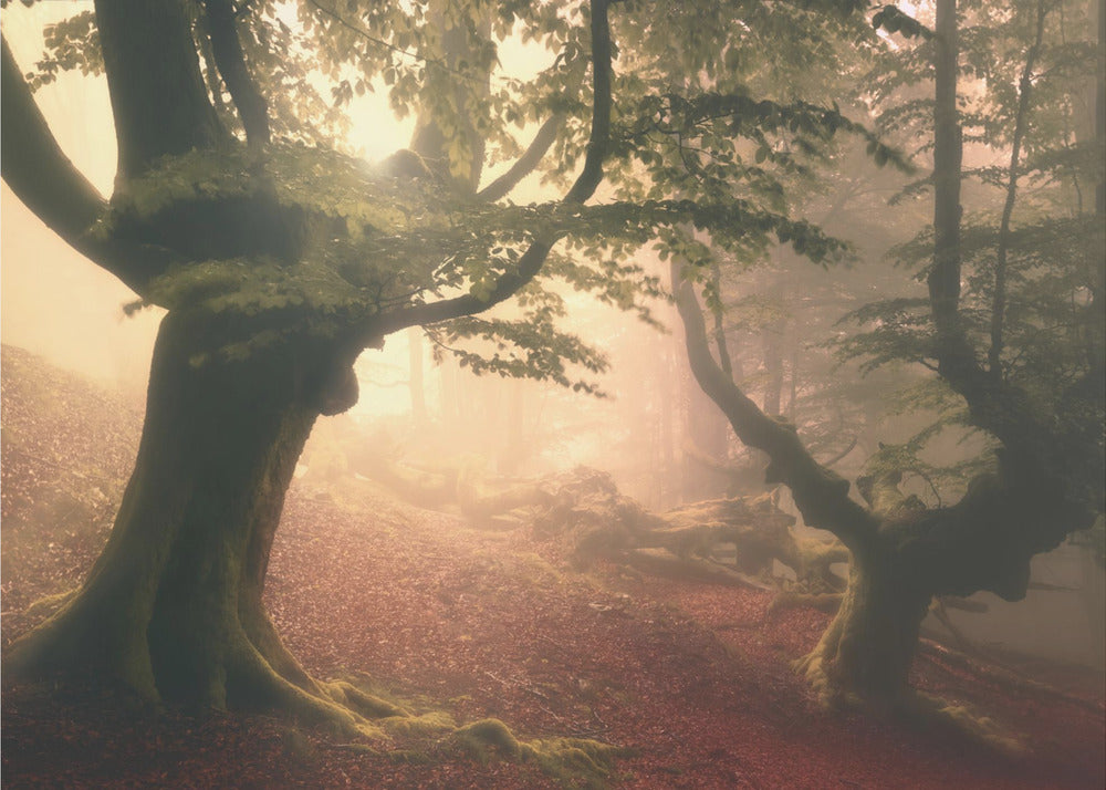 Fangorn forest