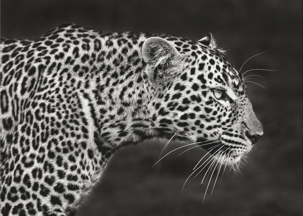 Leopard Close Up