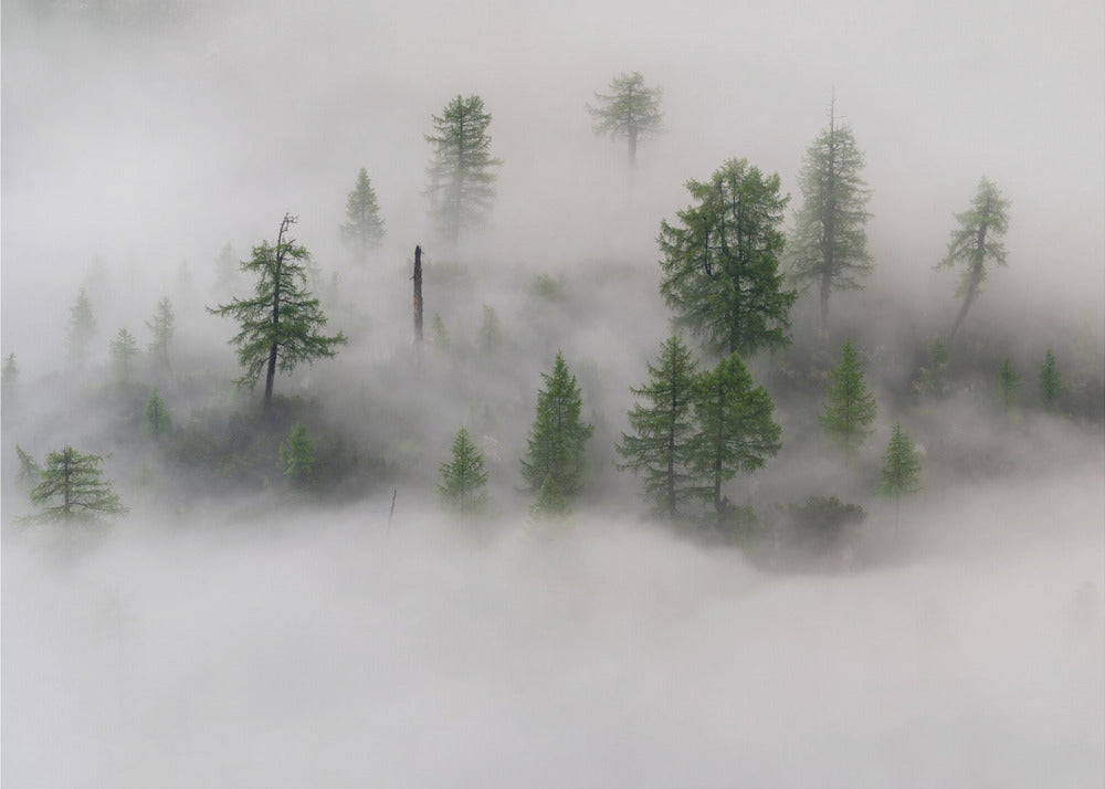 Mystical tree island