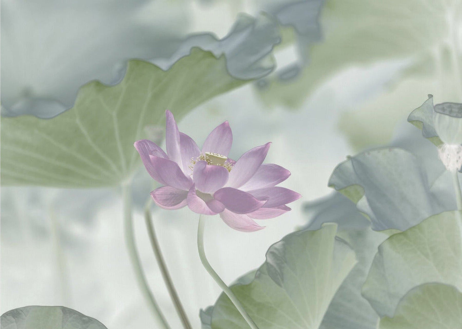 Lotus