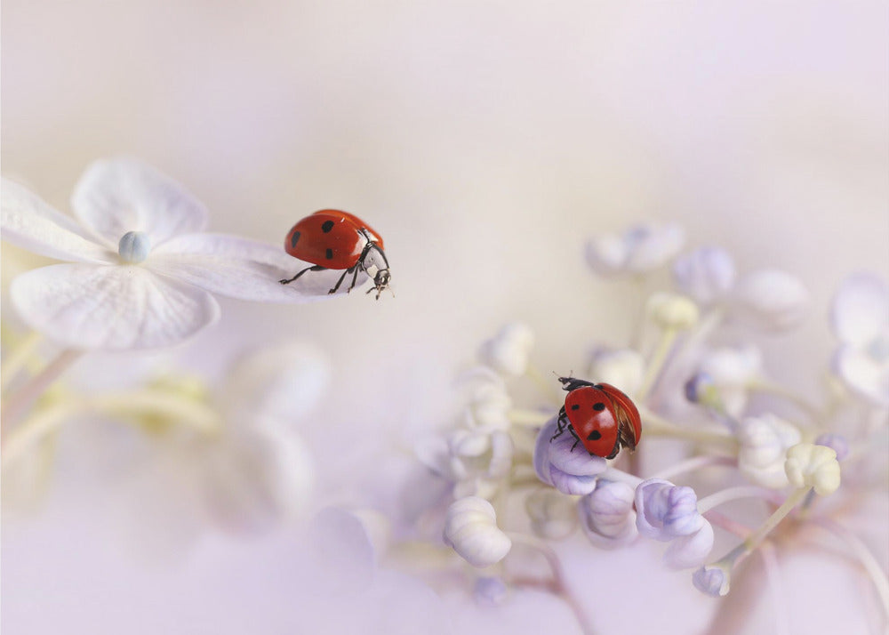 Small friends