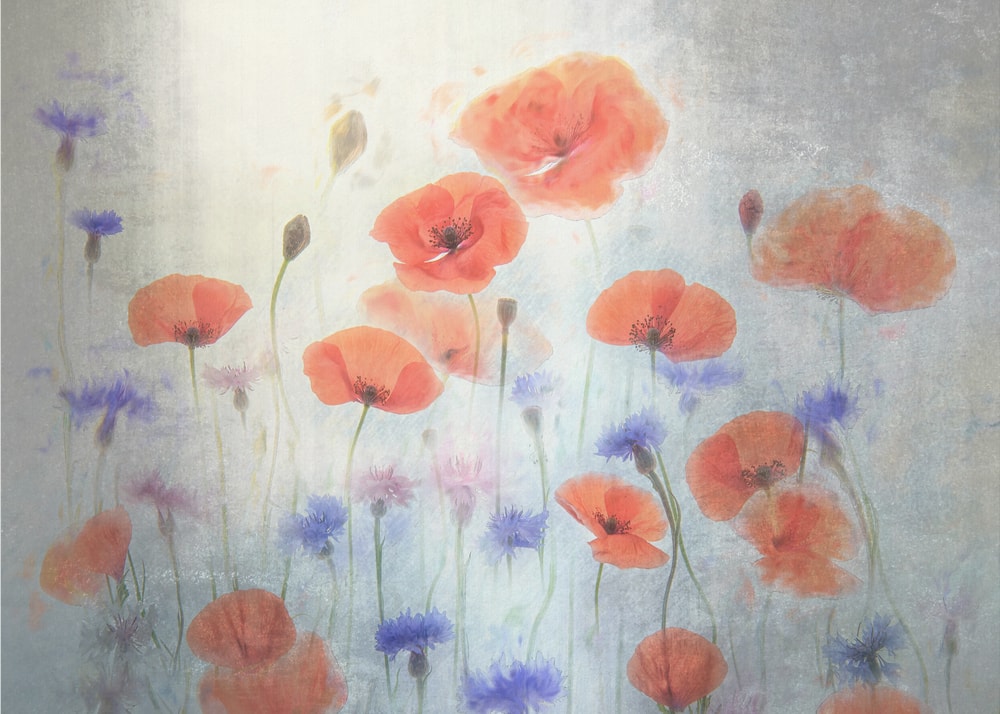 Soft Poppy Meadow