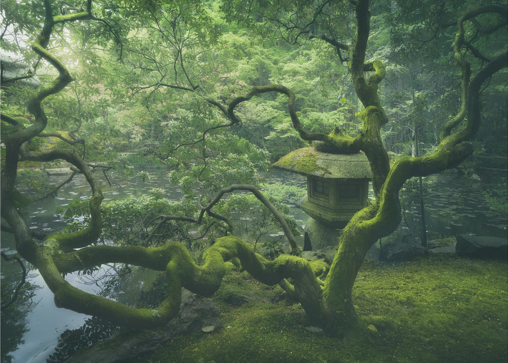 Japanese Tree