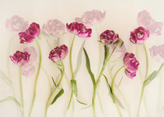 Blommor Tulips – kvalitetsprodukt för ett vackrare och mer hållbart hem