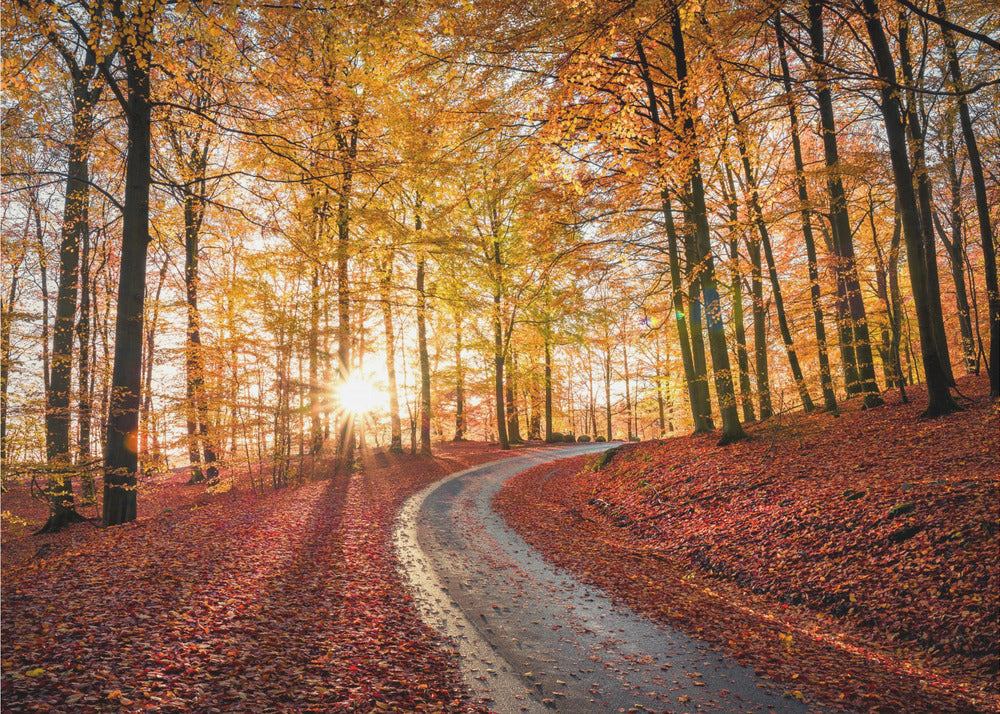 Road in Söderåsen nationalpark, Sweden