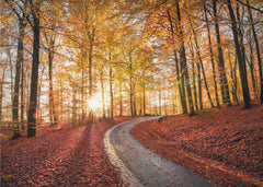 Skog Road in Söderåsen nationalpark Sweden – kvalitetsprodukt för ett vackrare och mer hållbart hem