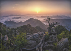 Ancient Tree Sunrise