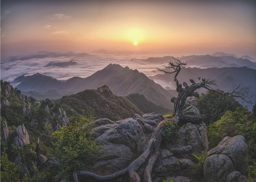 Ancient Tree Sunrise