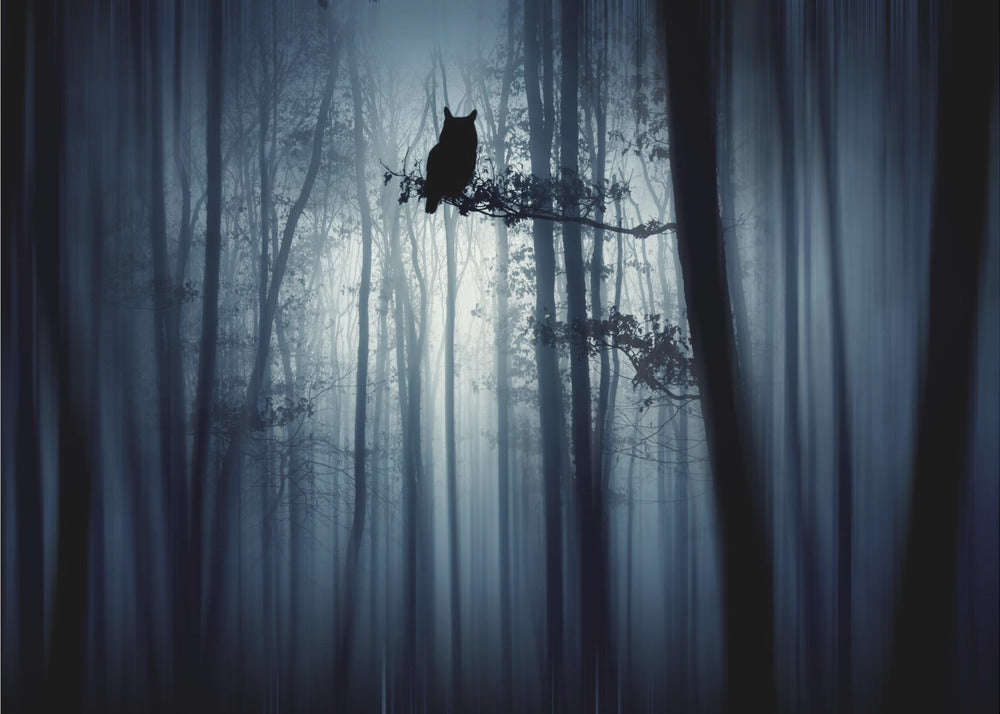 In the forest – Mystisk skogsstämning med ugglor
