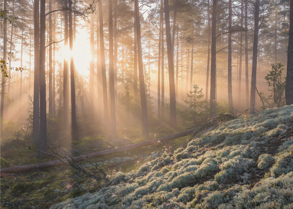 Fog in the forest with white moss in the forground