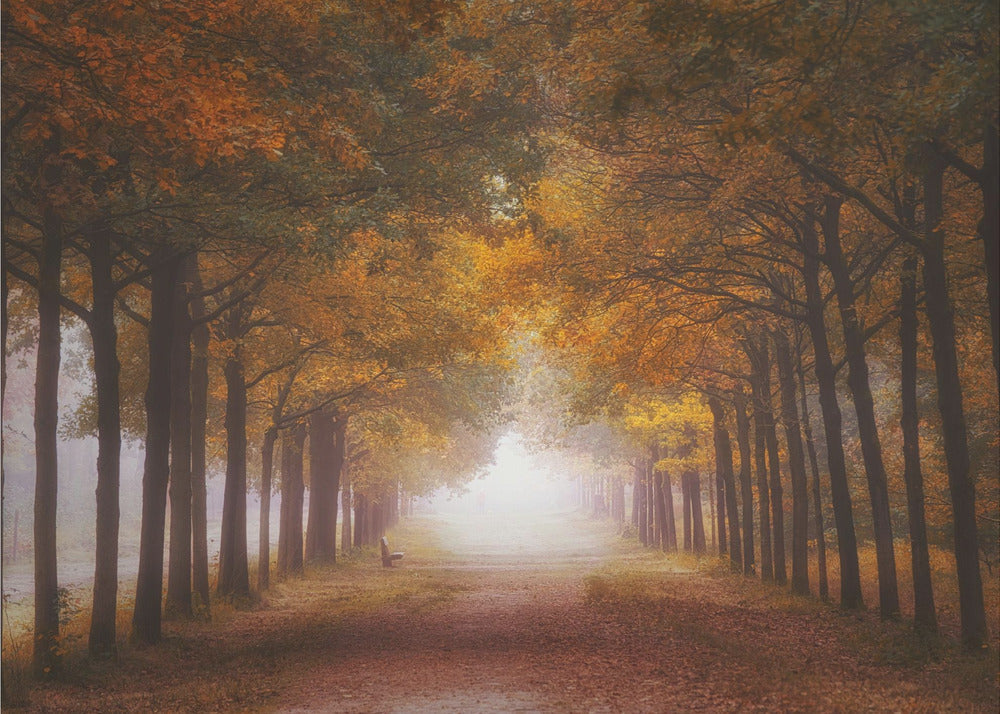 Foggy autumn dream