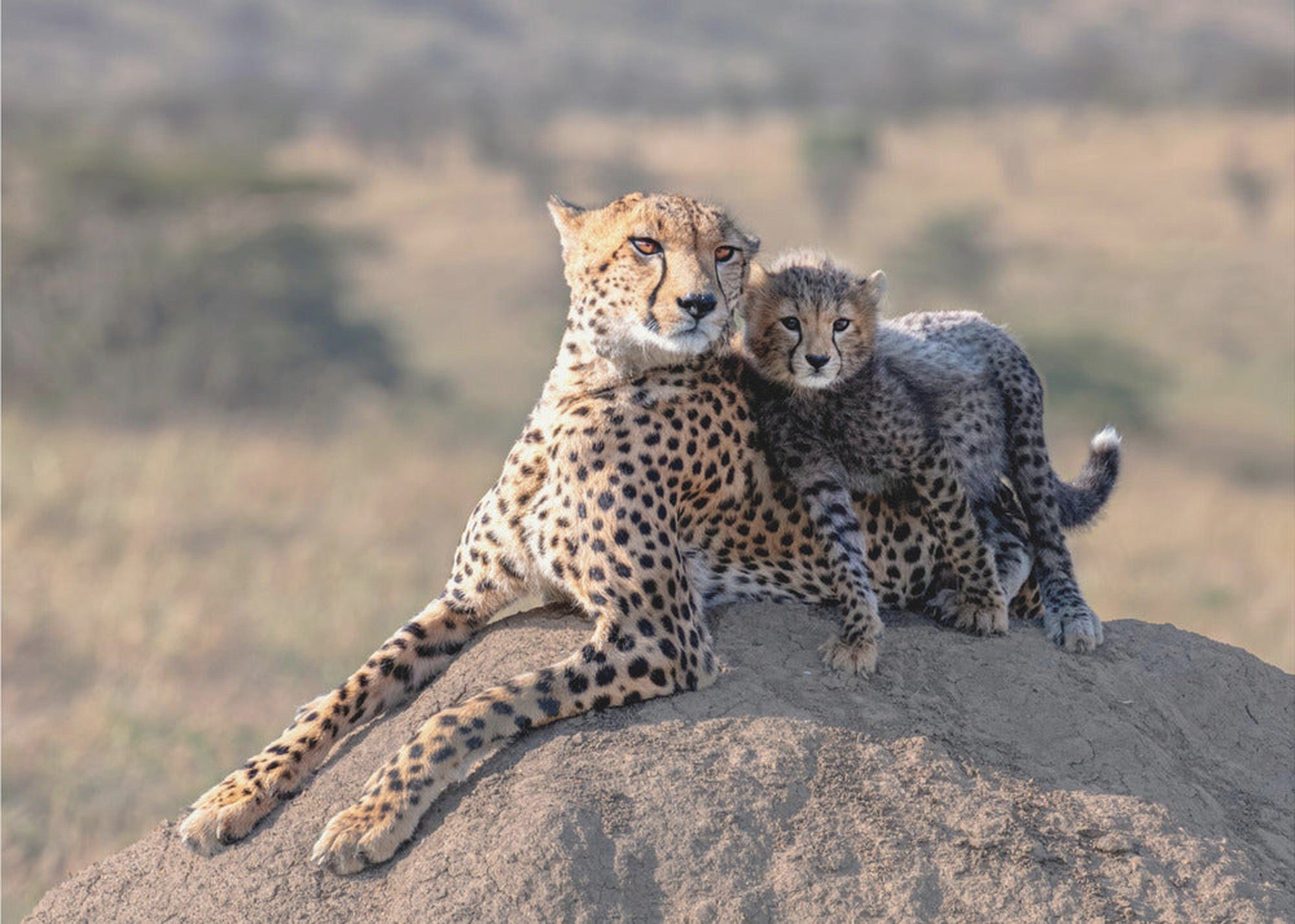 Cheetah and cup!