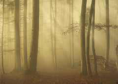 Skog Sunlit autumn morning – kvalitetsprodukt för ett vackrare och mer hållbart hem