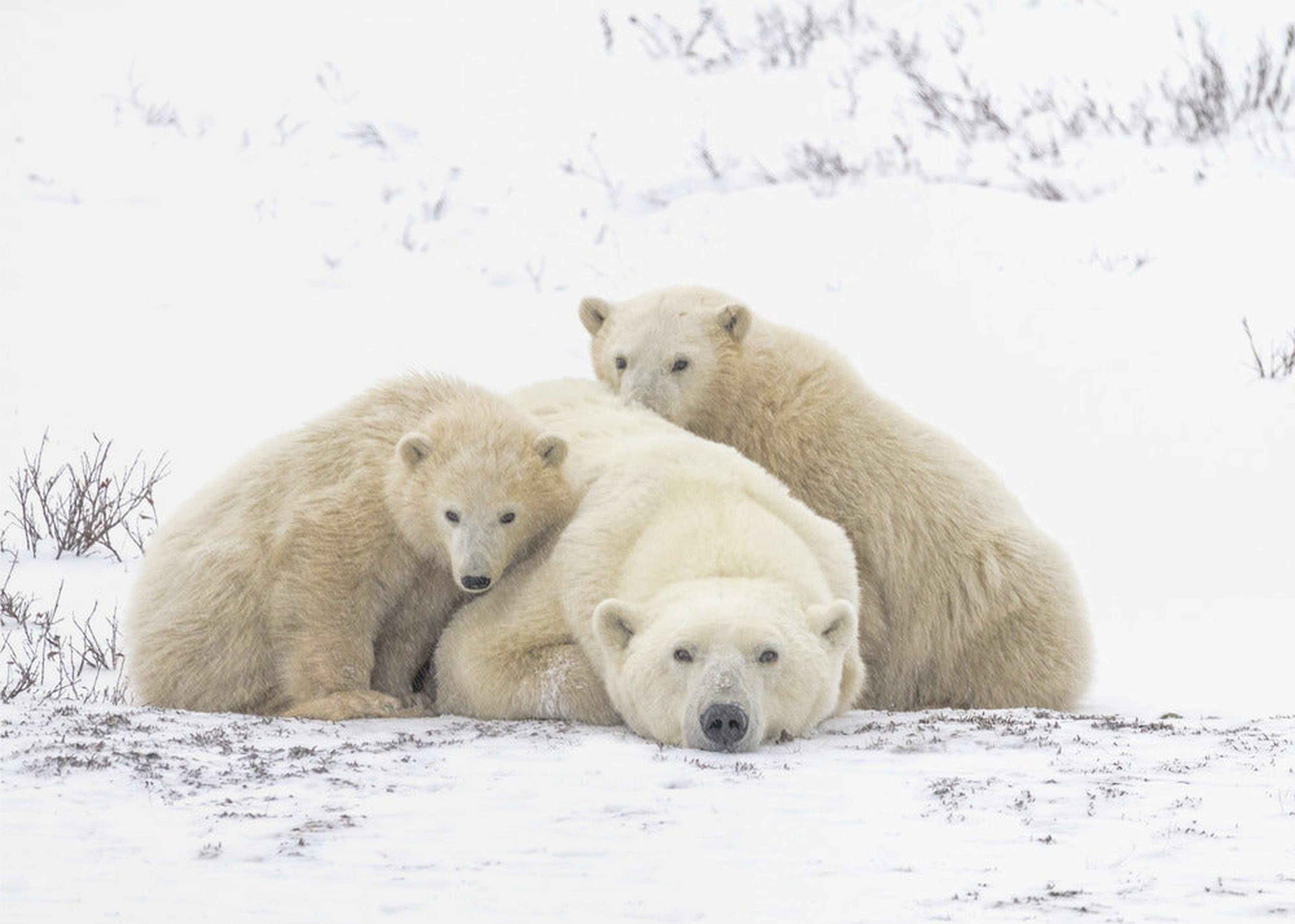 Family Portrait Snowing 8455