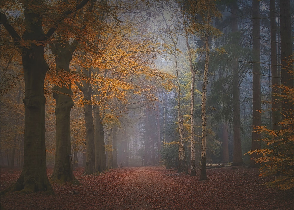 Misty Autumn Forest Path