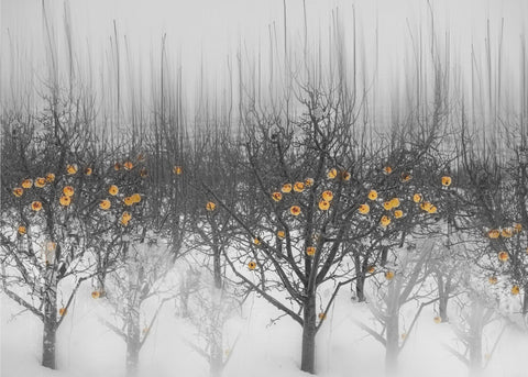 frozen yellow apples