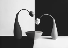 Black White Tulip Contrast