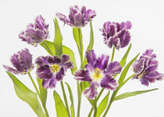 Blommor Vibrant Spring – kvalitetsprodukt för ett vackrare och mer hållbart hem