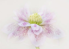 Spotted Pink Hellebore