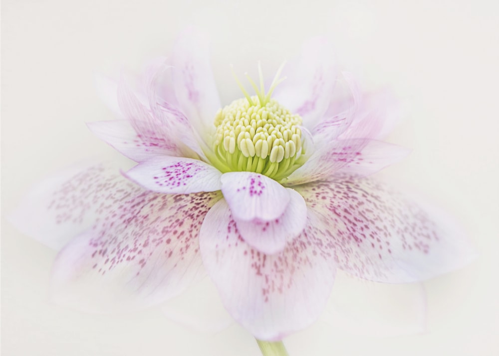 Spotted Pink Hellebore