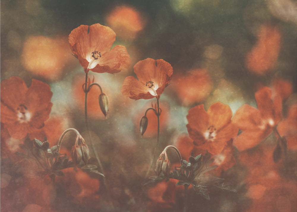 florale kunst i rødt