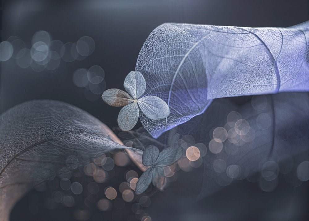 Ethereal Blue Leaves