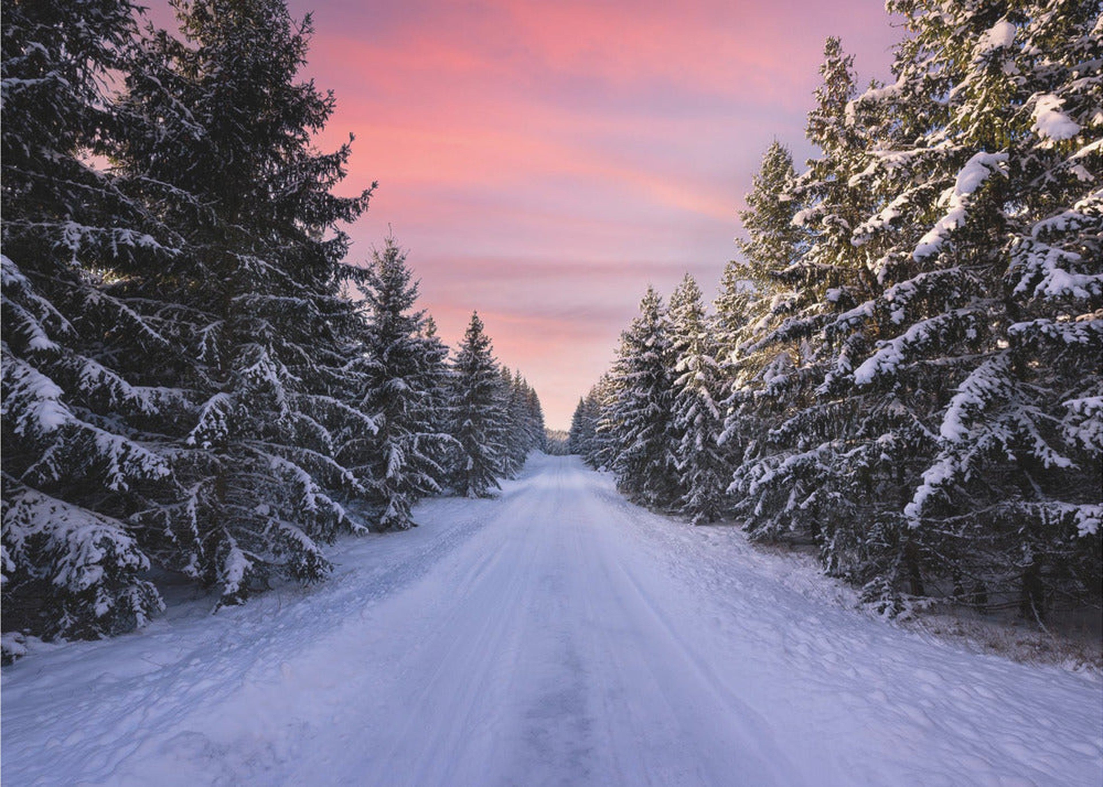 Road into the winter forest