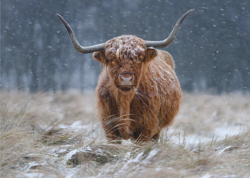 Snowy Highland cow