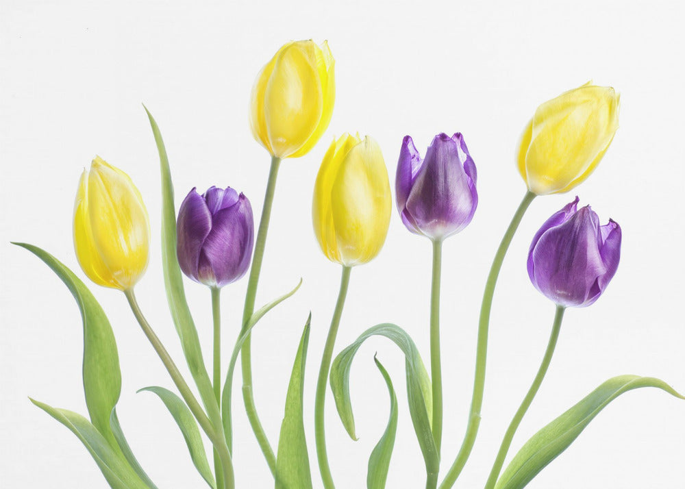 Tulipan
