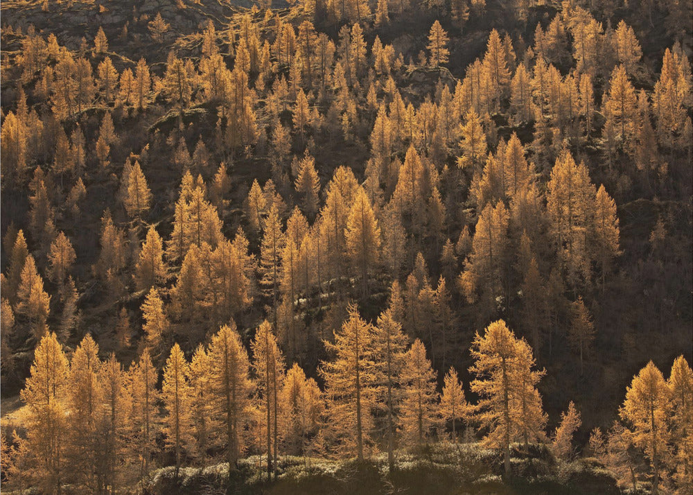 larches in autumn