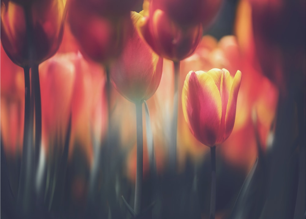 Vibrant Garden Tulips