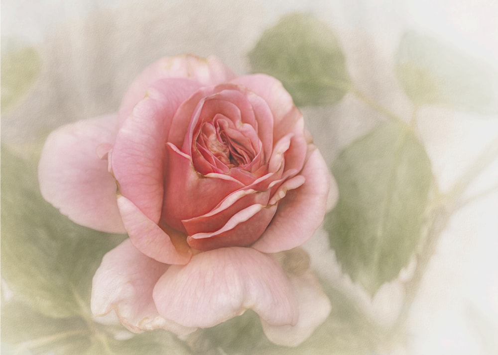 Soft Pink Rose