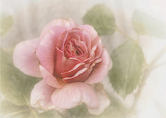 Soft Pink Rose