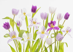 Blommor Tulipa Spring – kvalitetsprodukt för ett vackrare och mer hållbart hem