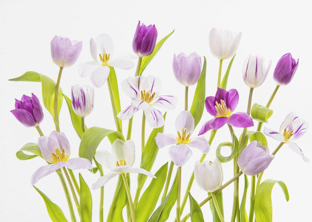 Tulipan vår