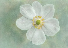Serene White Flower