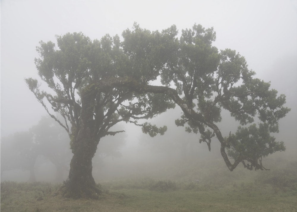 Misty Ancient Tree
