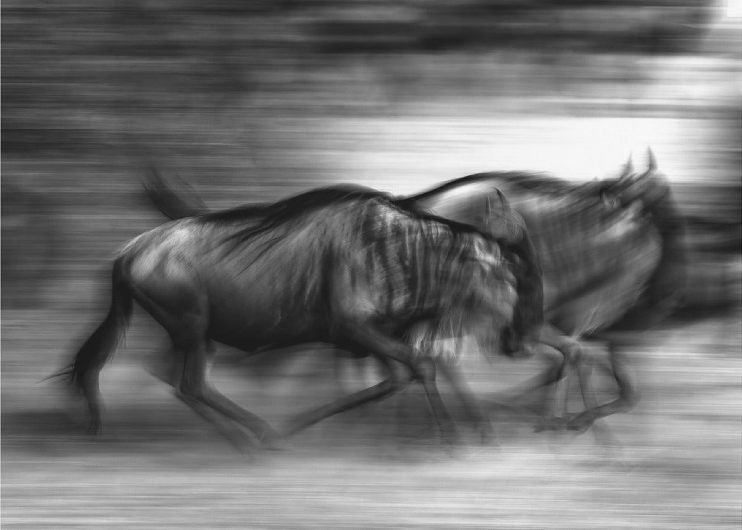 The wildebeest race