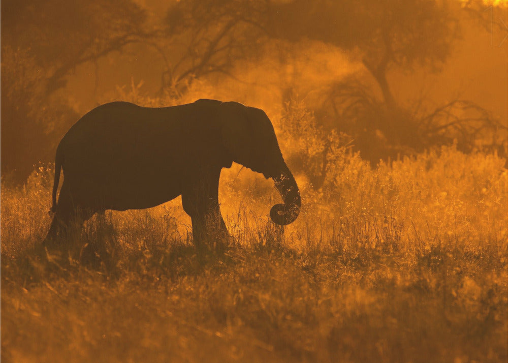 Golden Elephant in Savute