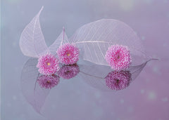 Delicate Floral Reflections