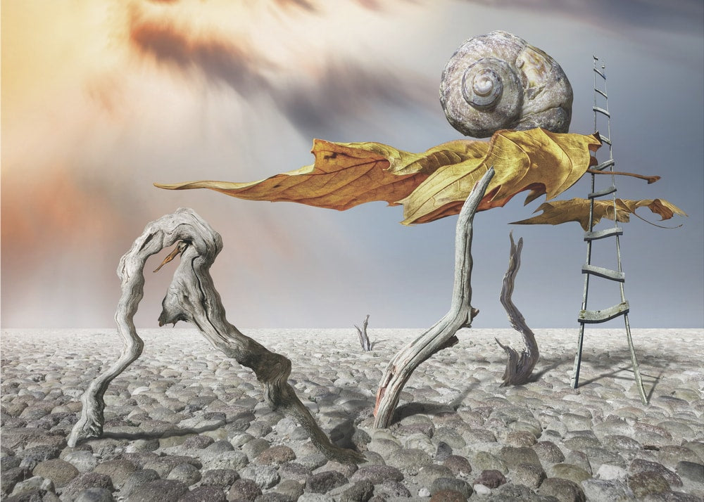 Snail Shell Desert Dream