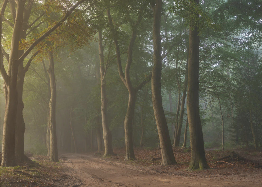 Tåkete skog