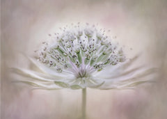 Ethereal White Flower