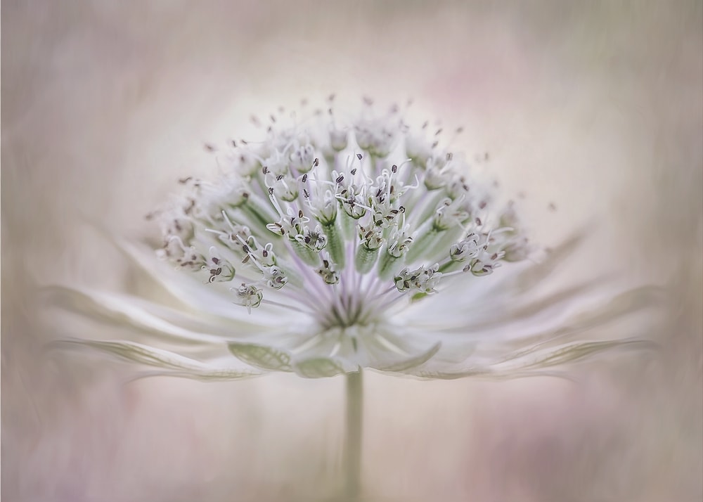Ethereal White Flower